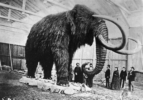 Los mamuts tenían sangre “anticongelante” – Noticieros Televisa