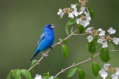 Los mejores colores para atraer a los pájaros a tu patio