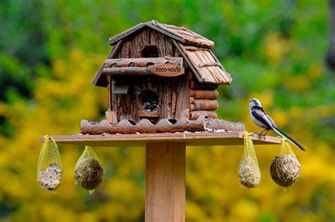 Los Mejores Comederos de Jardín para Pájaros y Aves Silvestres 】