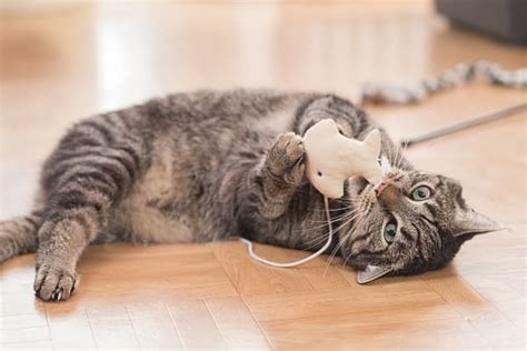 ¡Los mejores juguetes para captar la atención de tu gato! | Vivir Mejor