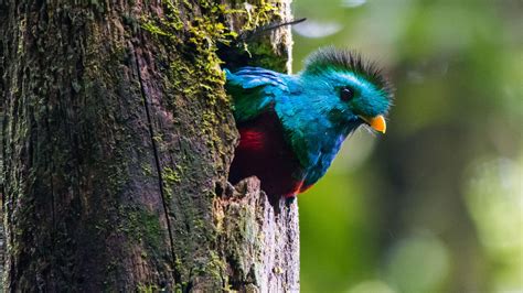 Los mejores lugares para el avistaje de aves en Guatemala ...