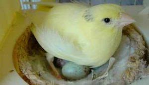 Los Mejores Nidos para Canarios y otras Aves Pequeñas 】