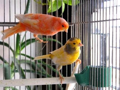 Los mejores pájaros para tener como mascota en nuestra casa