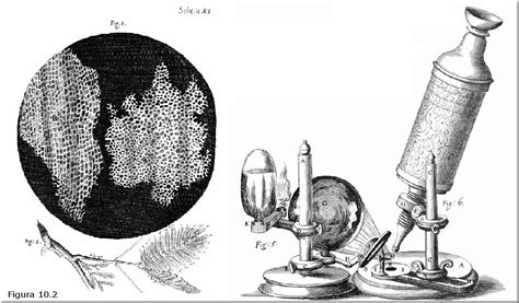 Los microscopios de van Leeuwenhoek | El rincón de Pasteur ...
