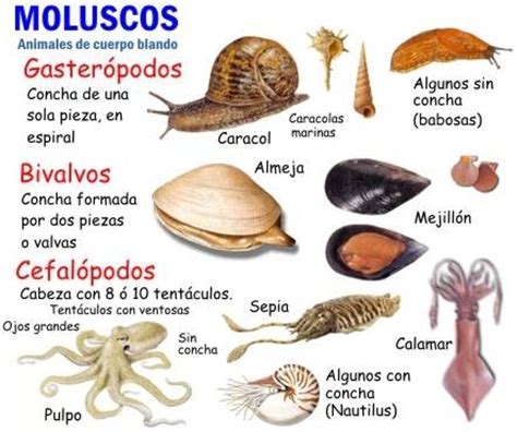 Los moluscos: Su relación con la pesca | blogdepesca.com