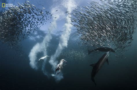Los momentos más impactantes de la naturaleza en las 19 fotos ganadoras ...