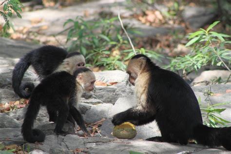 Los monos capuchinos aprenden motivados por una recompensa