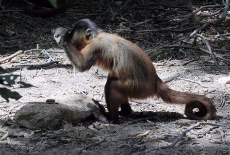 Los monos capuchinos de Brasil usan herramientas de piedra desde hace ...