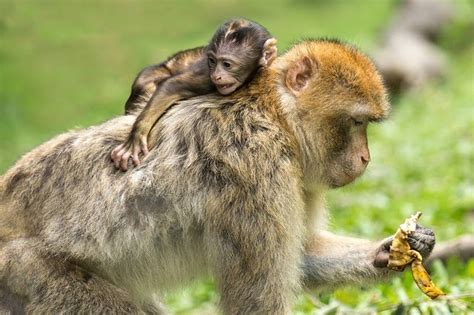 Los Monos: ¿QUÉ COMEN LOS MONOS?