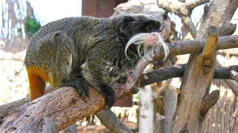 Los monos titi también sufren estrés