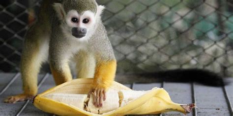 Los monos ya no pueden tener plátanos 2022