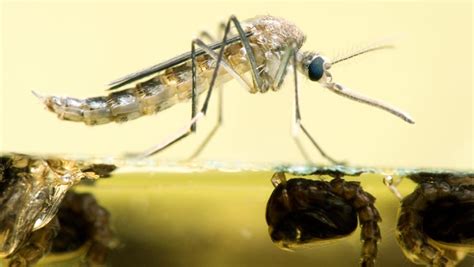 Los mosquitos comen plásticos y pueden extender la contaminación a ...