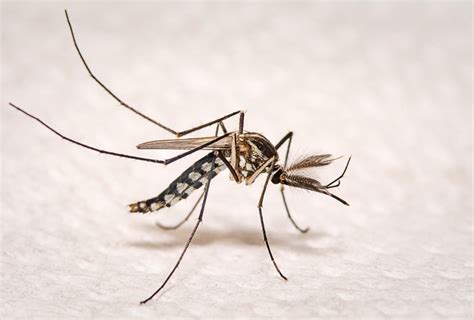 Los mosquitos que comen plástico son una amenaza para el mundo