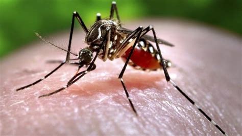 Los mosquitos son capaces de recordarte si los atacaste    Ciencia y ...