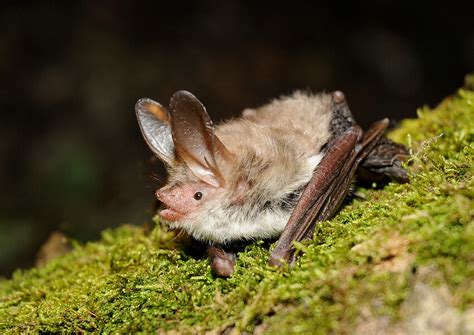 Los murciélagos de la península ibérica –– Mis animales