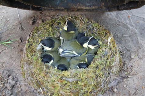 Los nidos de aves en los lugares mas inesperados   Imágenes   Taringa!
