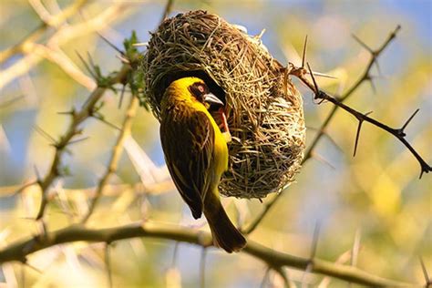 Los nidos de aves más raros y hermosos que hayas visto