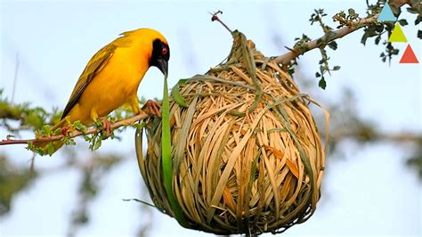 Los nidos más asombrosos del mundo animal ¡Quedarás con la boca abierta ...