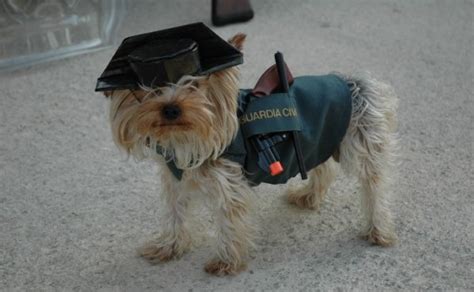 Los nuevos perros de la Guardia Civil tras los recortes de ...