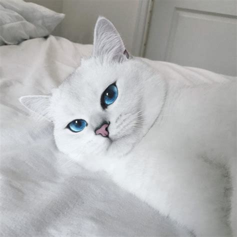 Los ojos de gato más bonitos de Internet | Mundo Gatos