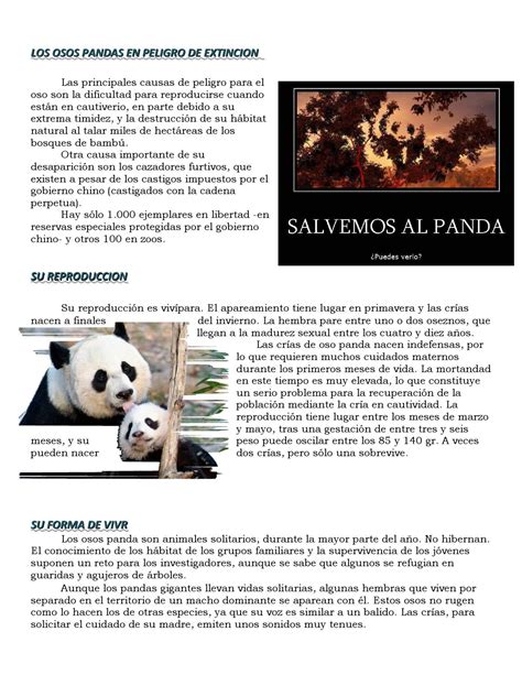 Los osos pandas by Animales   Issuu