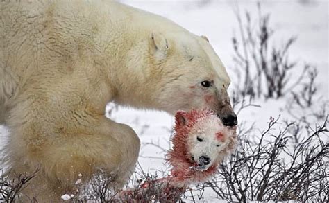 Los osos polares  caníbales  por el cambio climático ...