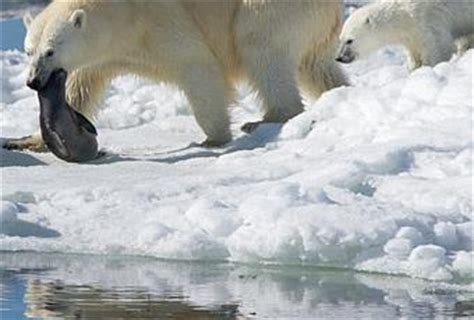 Los osos polares evolucionaron para comer comida basura ...