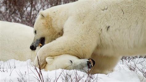 Los osos polares recurren al canibalismo y la culpa es de ...