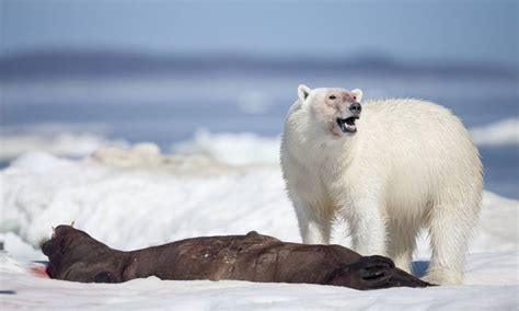 Los osos polares también comen plástico | Blog Mundo ...