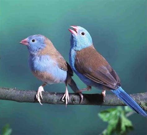 Los pájaros cantores son más apasionados con público
