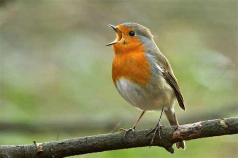 Los pájaros cantores tienen un cromosoma extra inusual ...