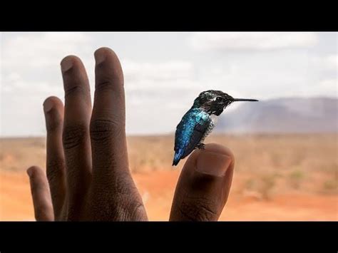 Los pájaros más pequeños del mundo   YouTube