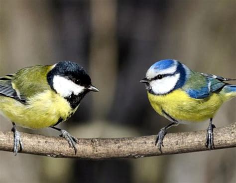 Los pájaros también aprenden viendo la TV, según un estudio