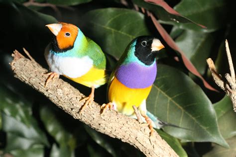 Los pájaros tropicales más pequeños