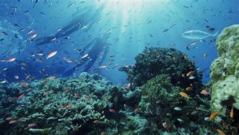 Los parques marinos altamente protegidos tienen la ...