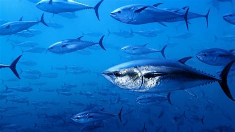 Los peces ayudan a los ecosistemas de los océanos cuando tienen sus ...