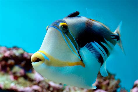 ¿Los peces beben agua? | Aquarium Costa de Almería