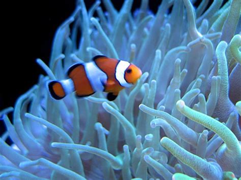 Los peces como  Nemo  se pierden en el mar, pero saben volver a casa