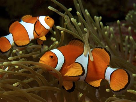 Los peces de  Buscando a Nemo  ven y se comunican por luz ultravioleta