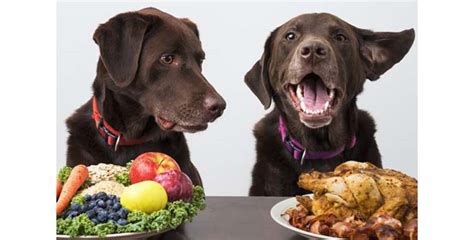 Los perros comen de todo...¿Será verdad? | Dogrun