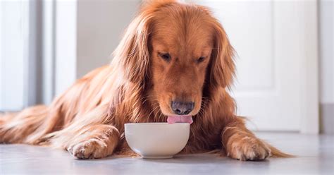 ¡Los perros pueden comer avena! Descubre por qué | Granvita
