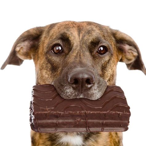 Los perros pueden comer chocolate  Actualizada 【2020】