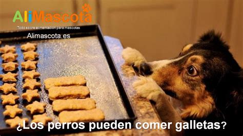 ¿Los perros pueden comer galletas?   ALIMENTACIÓN PARA PERROS