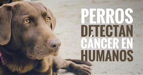 Los perros pueden detectar el cáncer en personas ...