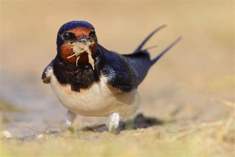 Los pesticidas neonicotinoides afectan a las aves | SEO ...