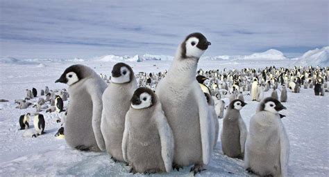 Los pingüinos 20/ene/2022 – ANIMALES2022