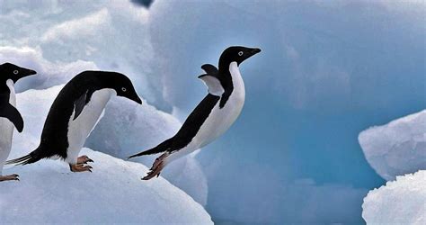 ¿Los pingüinos vuelan? | De Pingüinos