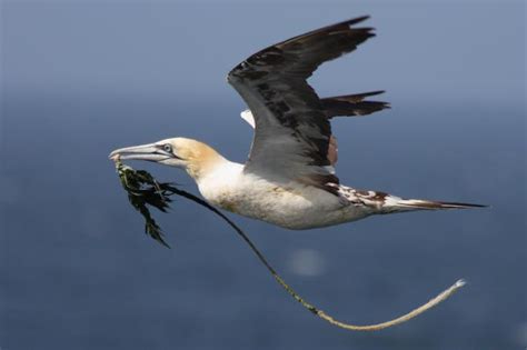 Los plásticos asedian las aves marinas