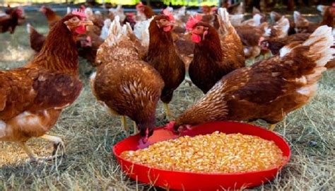 ¿Los pollos pueden comer maíz entero? | Gallinas ponedoras