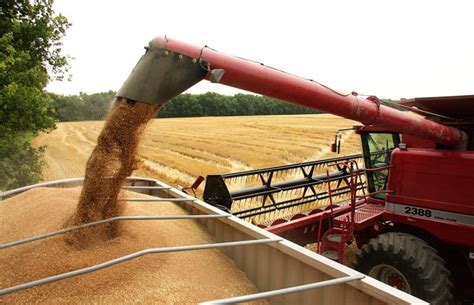 Los precios de los cereales siguen subiendo con el trigo blando y la ...